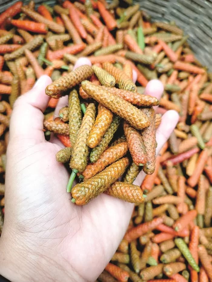Java Long Pepper (Cabai Jawa)