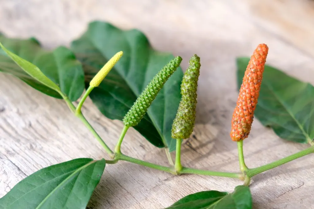 Java Long Pepper